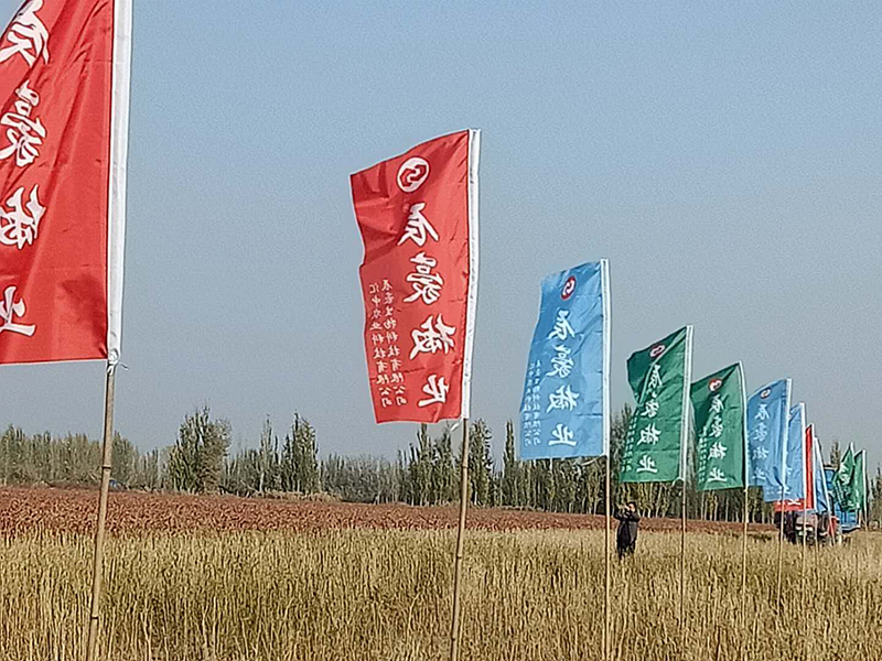 新疆辣椒种植基地收获中