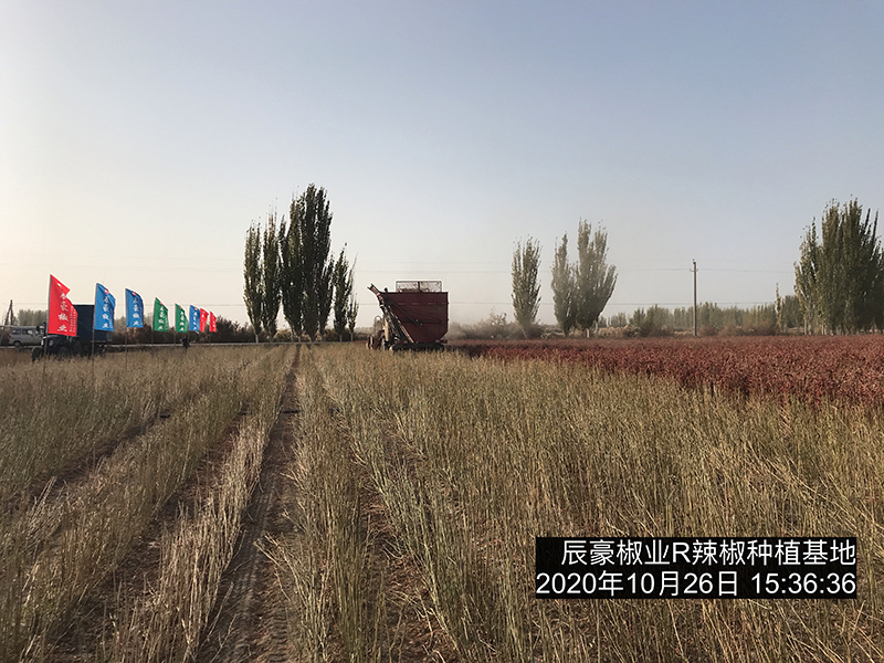 新疆辣椒种植基地收获中